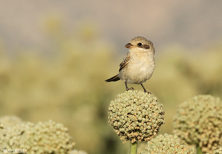 Woodchat Shrike  Lanius senator  , Mavo Hama ,Golan heights .04-06-13. Lior Kislev